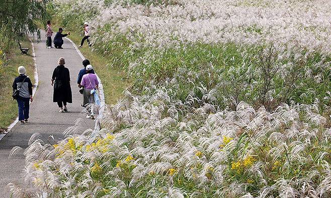 17일 광주 서구 서창동 영산강 둔치에서 열린 제9회 광주서창억새축제에서 시민들이 억새 숲길을 거닐며 가을 정취를 즐기고 있다. 연합뉴스