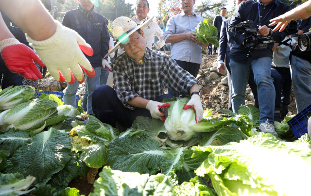 이재명 더불어민주당 대표가 17일 강원도 평창군 방림면 일대 배추밭에서 배추를 수확하고 있다. 뉴스1