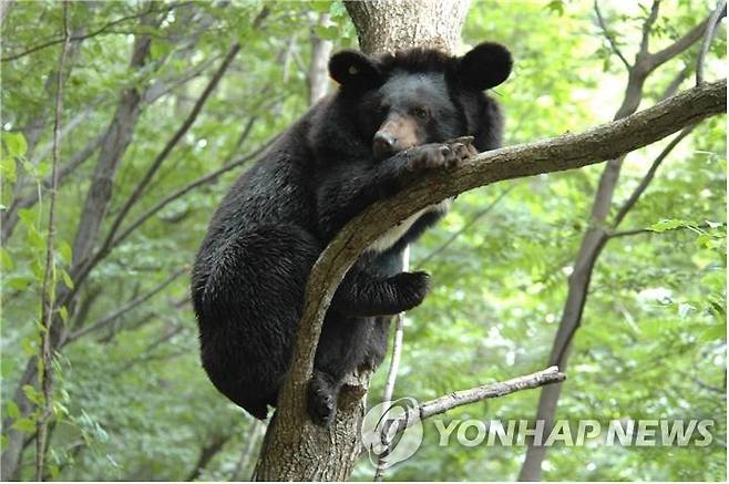 전남 구례군 생태학습장에서 촬영한 반달가슴곰. [환경부 제공. 재판매 및 DB 금지]