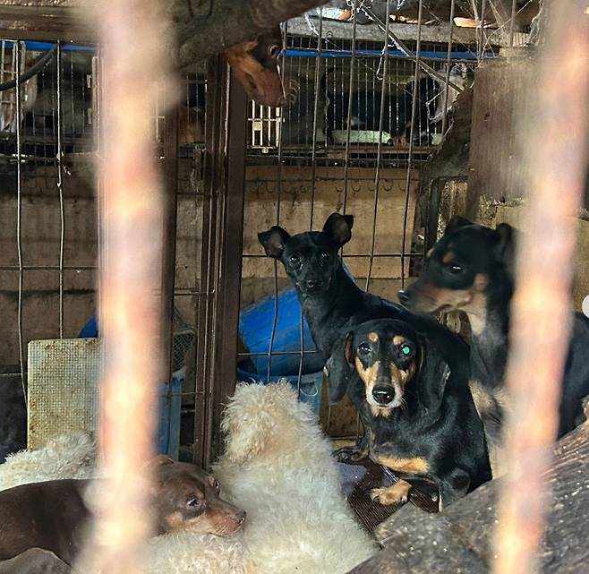 Dogs rescued from an illegal breeding facility in Busan, Thursday (Lucy's Friends)