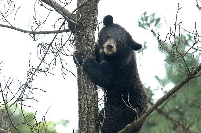 반달가슴곰 참고 이미지/사진=뉴시스(환경부 제공)