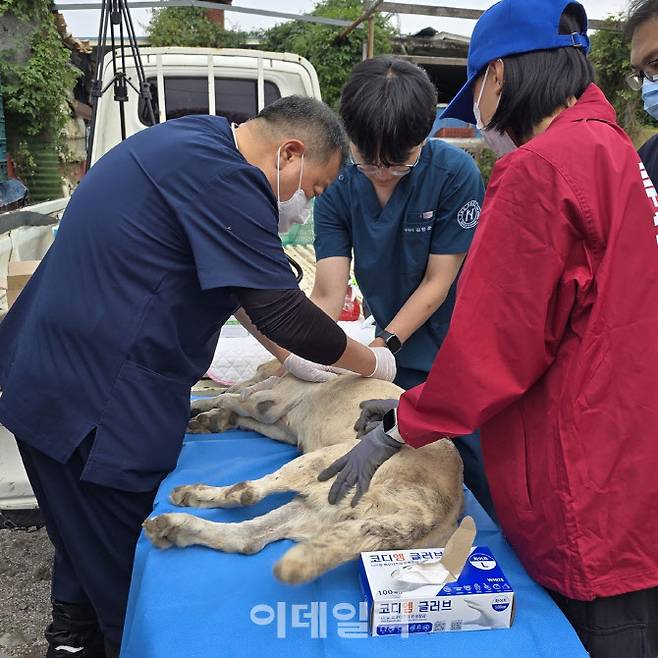 부산 강서구의 낙동강변의 불법개번식장에서 구조된 개를 구조자들이 살피고 있다. (사진=루시의 친구들)