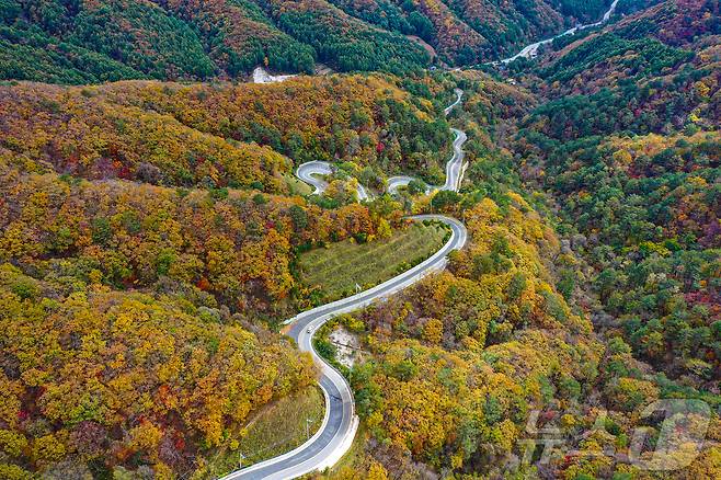 20일 강원도 평창군 용평면 운두령 인대 산자락에 단풍이 물들고 있다. 2024.10.20/뉴스1 ⓒ News1 이재명 기자