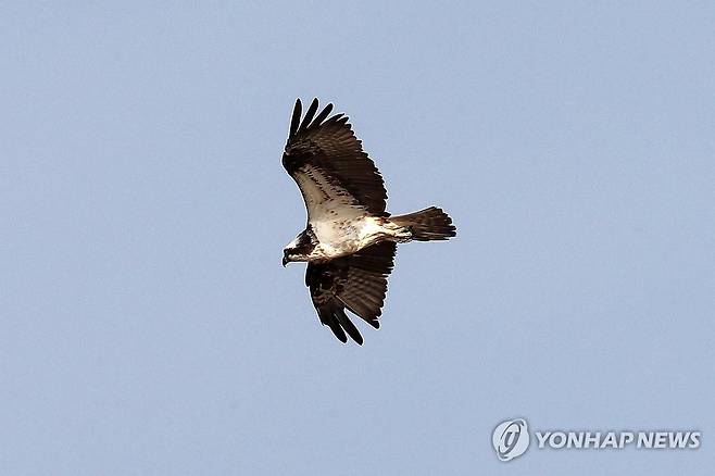 활공하는 물수리 (포항=연합뉴스) 손대성 기자 = 16일 경북 포항시 남구 연일읍 형산강에서 환경부 지정 멸종위기 야생생물 2급인 물수리가 물고기를 사냥하기 위해 돌아다니고 있다. 2024.10.16 sds123@yna.co.kr