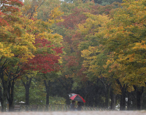 비가 내린 18일 오후 대구 수성구 대구스타디움 인근 산책로에서 시민들이 우산을 쓰고 단풍으로 물들어가는 가로수 아래로 산책을 즐기고 있다.(사진=연합뉴스)