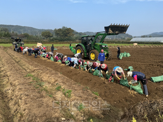 노동자들이 지난 17일 KGC인삼공사에 인삼을 공급하는 강원도 철원군 일대 인삼밭에서 수확 작업을 하고 있다.