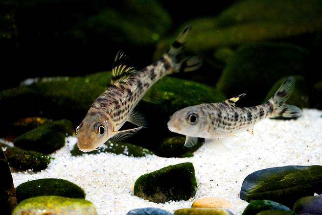 충남 금강에서 발견된 천연기념물이자&nbsp;멸종위기 야생생물Ⅱ급인 ‘어름치’. 국립수산과학원 제공&nbsp;