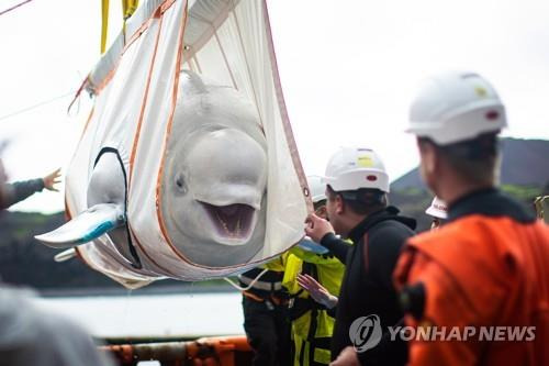 아이슬란드 고래 바다쉼터 도착한 벨루가 '리틀 그레이' [EPA=연합뉴스 자료사진]