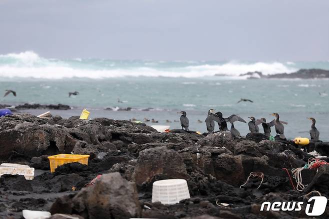 제주시 해안가에 각종 플라스틱 해양폐기물들이 널브러져있고 한쪽에는 가마우지가 강풍을 피해 앉아있다. 2024.1.24/뉴스1 ⓒ News1 고동명 기자