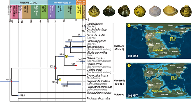 판게아 대륙이동에 따른 중생대 지질학 시기별 이매패류의 육상 담수생태계로 서식지 이동 모식도. 한국연구재단