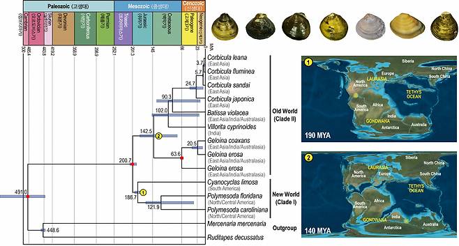 판게아 대륙이동에 따른 중생대 지질학적 시기별 이매패류의 육상 담수 생태계로의 서식지 이동.[이화여대 제공]