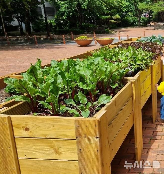 [서울=뉴시스] 22일 식품영양학계에 따르면 차량 통행이 많은 도심지, 특히 도로에 가까울 재배 작물의 중금속 오염도가 높다는 연구결과가 국내외에서 나왔다. 사진은 한 지자체에 마련된 주거지 공용공간 텃밭의 모습. 해당 사진은 기사와 직접 관련이 없습니다. (사진=뉴시스 DB) 2024.10.22. photo@newsis.com