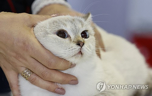 고양이 [EPA=연합뉴스]