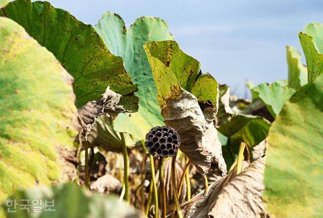 연꽃테마파크의 10월 풍경. 꽃이 지고 연밥이 샤워기처럼 매달려 있다.