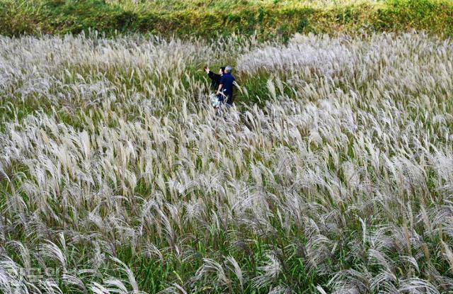 시흥 갯골생태공원 억새밭에서 나들이객이 사진을 찍고 있다.