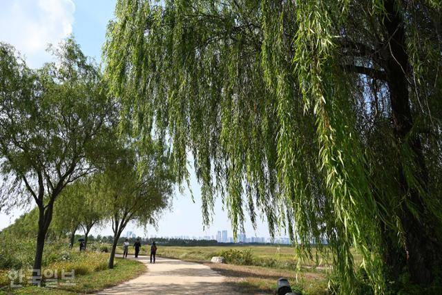 시흥 갯골생태공원의 제방 탐방로. 월곶포구 부근까지 이어진다.