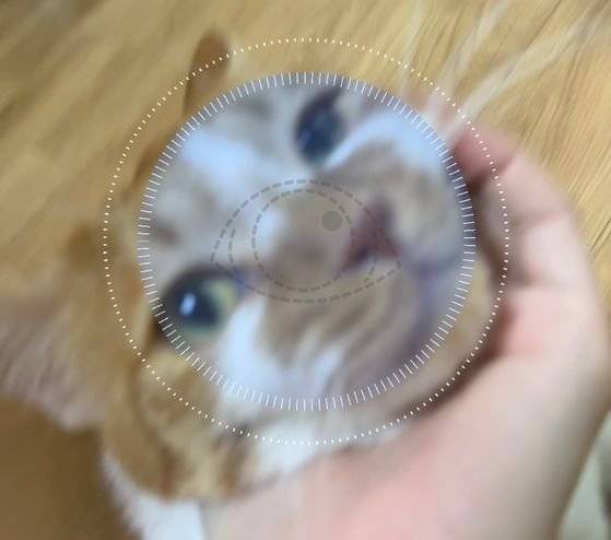 티티케어 : 에이아이포펫이 운영하는 앱 티티케어 내 AI 카메라로 반려동물의 눈과 이빨을 찍으면 의심되는 질환을 알려준다