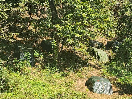 밀양시 상남면 한 야산 곳곳에 있는 '소나무 무덤'. 위성욱 기자