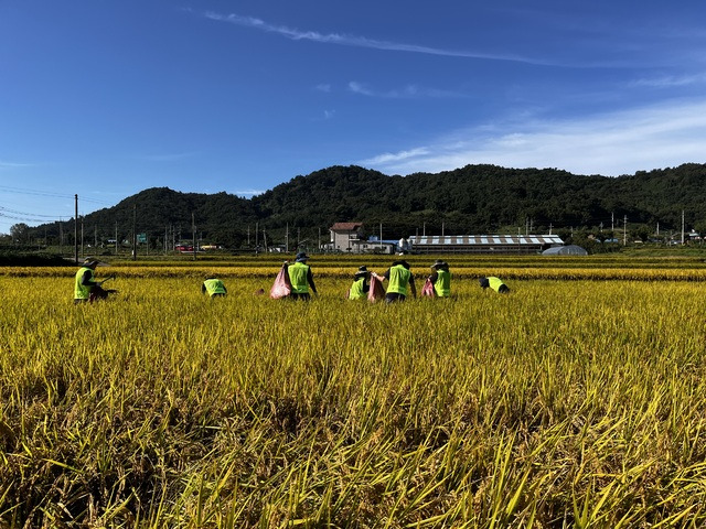 전남 영광 굴비골농협 임직원들이 9월 집중호우로 쓰러진 벼를 일으켜 세우는 복구 작업을 하고 있다.