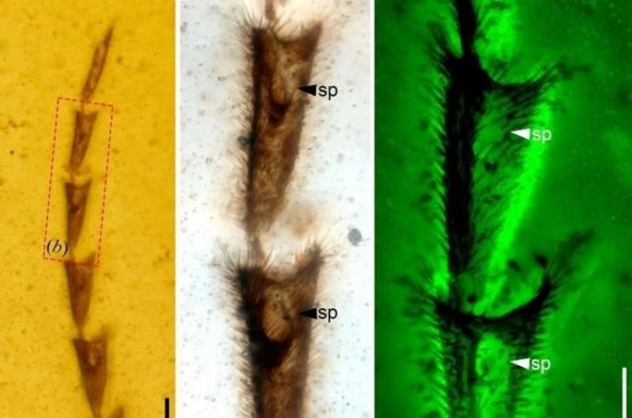 ‘플라마리오넬라 헤하이쿠니’(Flammarionella hehaikuni)의 클로즈업 이미지. 사진=Cai et al., Proc R Soc Lond B Biol Sci, 2024