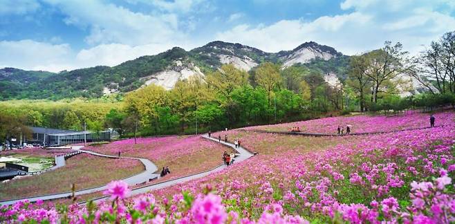 노원구 불암산 철쭉동산 전경