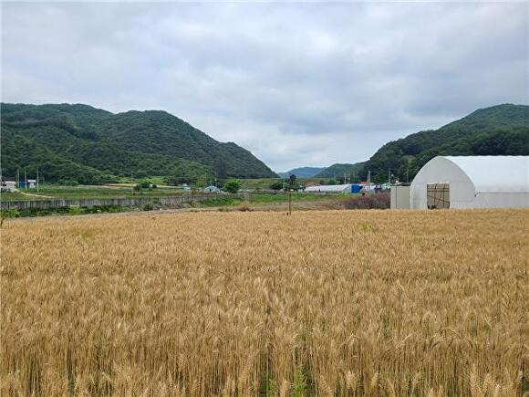 청주시는 농림축산식품부 공모사업인 ‘2025년 국산 밀 생산단지 시설·장비 지원사업’에 선정돼 국비 8450만원을 확보했다. 사진은 국산 밀 생산단지. [사진=청주시]