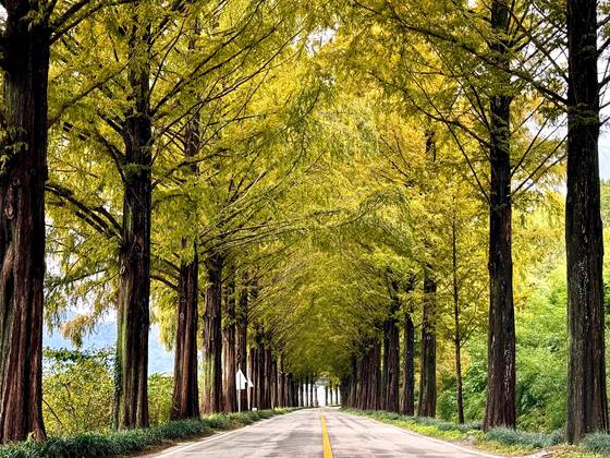 강천산으로 향하면서 만나는 메타세쿼이아 길. 김홍준 기자