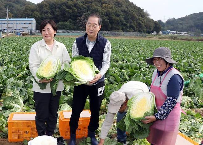 한덕수 국무총리가 27일 충남 아산시 배방읍의 한 배추밭을 찾아 송미령 농림축산식품부 장관과 함께 배추 수확을 마친 뒤 속이 꽉 찬 배추를 들어 보이고 있다. ⓒ 연합뉴스