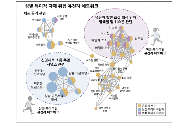 성별 특이적인 자폐 연관 유전자 네트워크. 한국연구재단 제공