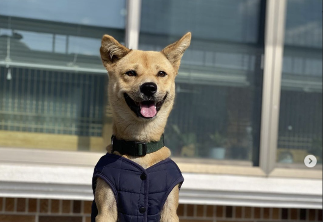 똑똑하고 애교 많은 성격의 달리가 평생 가족을 기다리고 있다. 정우열 작가 제공