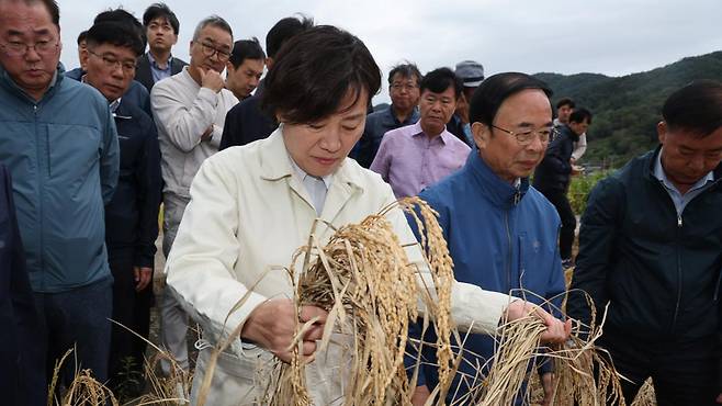 벼멸구 피해 현장 살피는 송미령 농식품부 장관 [사진제공:농림축산식품부]