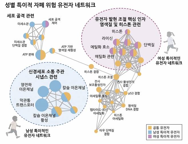 성별 특이적인 자폐 연관 유전자 네트워크의 모식도 /사진=한국연구재단