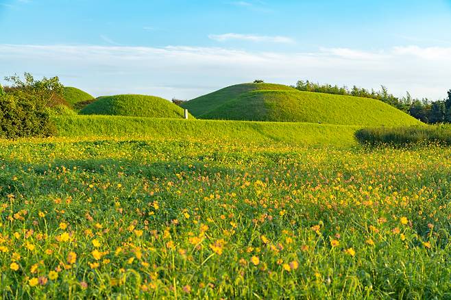 반남고분군 황화코스모스 [촬영=김정흠]