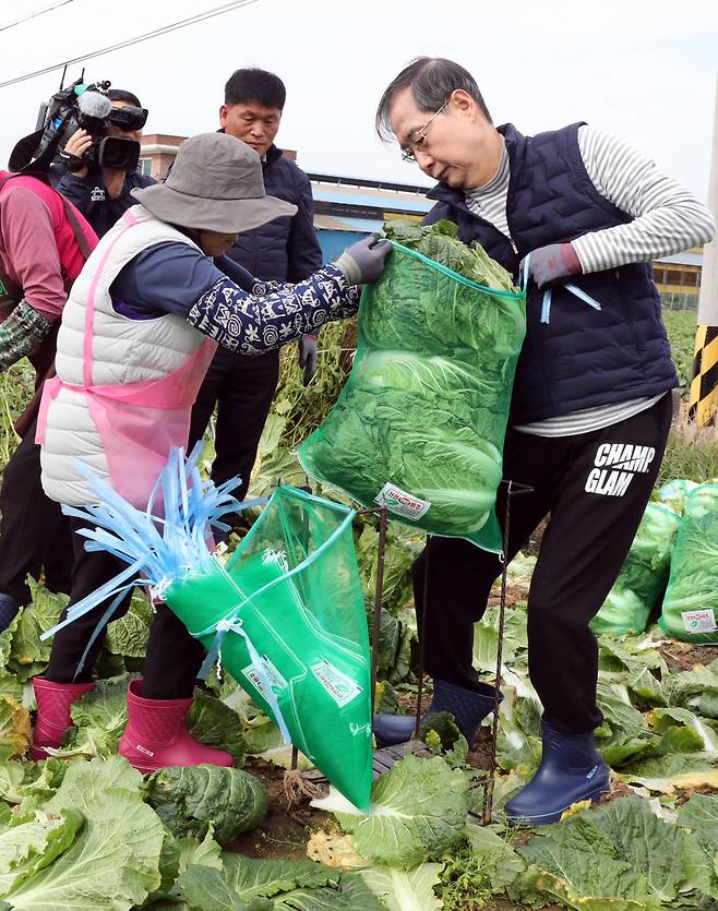 한덕수 국무총리가 27일 충남 아산시 배방읍의 한 배추밭을 찾아 배추 수확을 하고 있다.[연합]