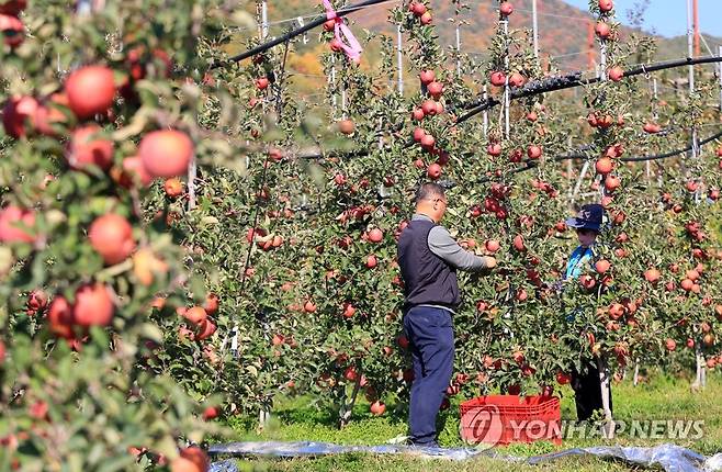 밀양 얼음골 사과 수확 [연합뉴스 자료 사진]