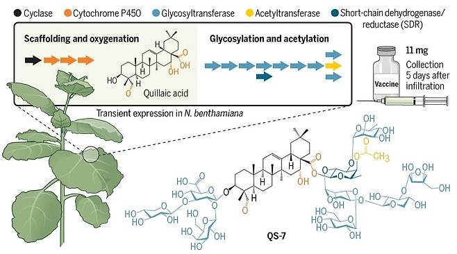 담뱃잎에 키라야 나무의 사포닌 합성 효소 유전자 14개를 주입했다. 그러자 담배 410그루에서 5일간 코로나 백신에 쓰는 면역증강제인 키라야 사포닌(QS)7을 11mg 얻을 수 있었다./Science