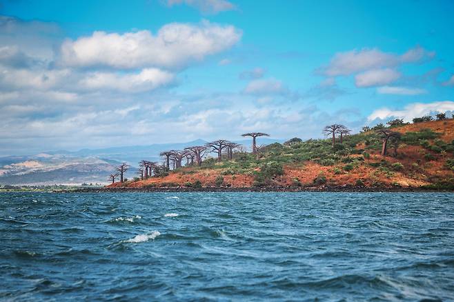 마다가스카르에 서식하는 바오밥나무 가운데 3종은 멸종 위기에 처해있다. /WBG