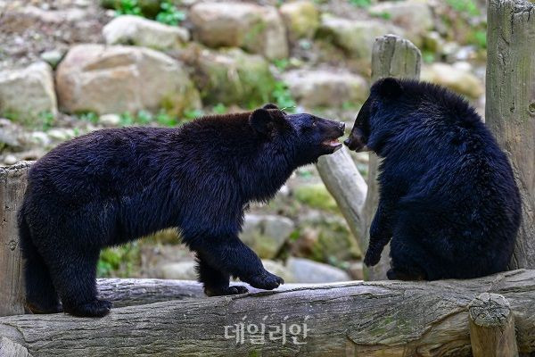 국립공원공단 야생생물보전원 남부보전센터 생태학습장에 있는 반달가슴곰. ⓒ데일리안 배군득 기자