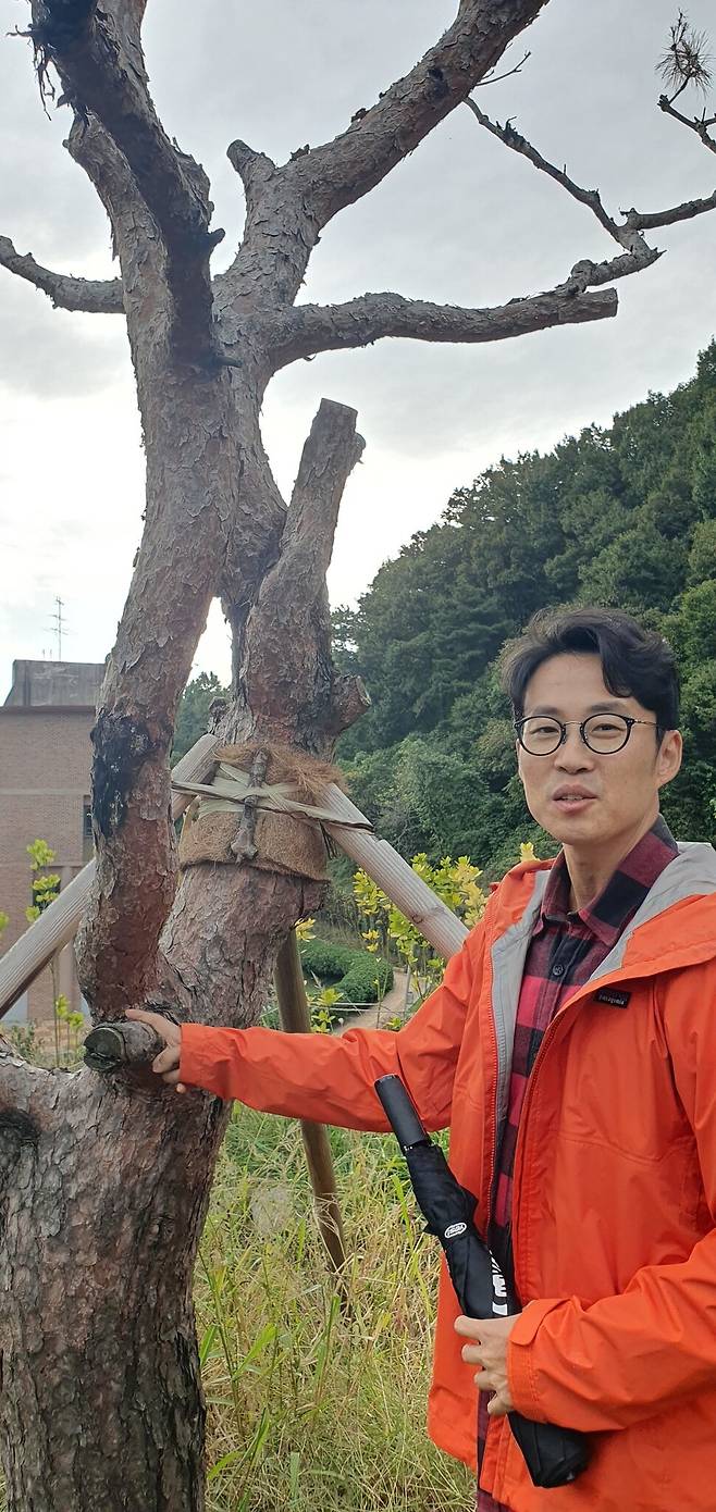 이재헌 아보리스트 지난 21일 충북도청이 충북도안전체험관으로 옮겨 심은 소나무를 살피고 있다. 이 아보리스트는 소나무 일부가 고사하는 등 관리상태가 심각한 것으로 판단했다. 오윤주 기자