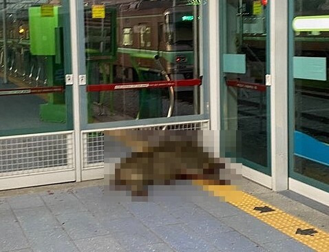 29일 오후 경남 양산시 부산도시철도 2호선 호포역에 멧돼지가 뛰어들었다. 멧돼지는 30여분 동안 역 안을 뛰어다니며 난동을 부리다가, 출동한 경찰의 총을 맞고 죽었다. 경남소방본부 제공