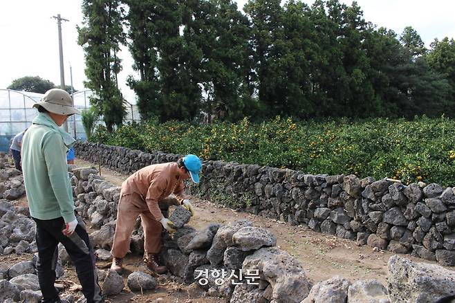 돌담학교에서 돌담쌓는 기술을 배우는 수강생들. 박미라 기자