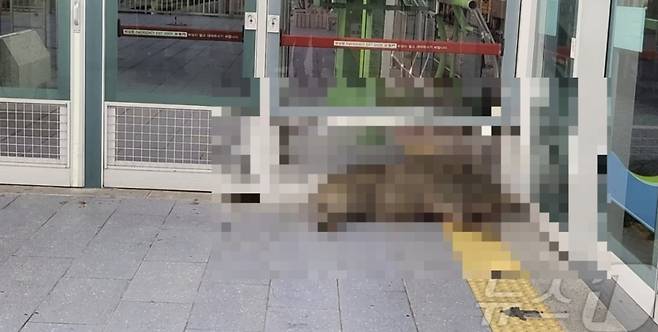 경남 양산 호포역에서 난동을 부린 멧돼지가 3층 승강장에서 제압된 모습/사진=뉴스1(독자제공)