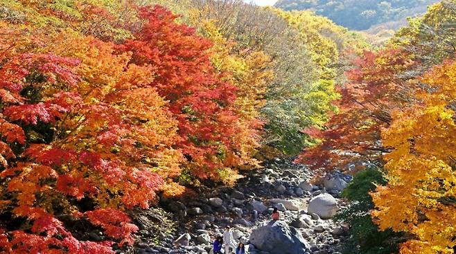 한라산 단풍. 연합뉴스