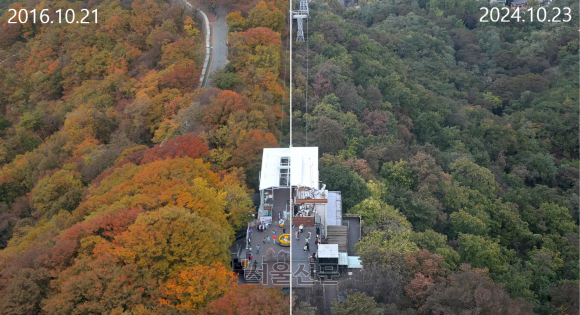 단풍 절경 잃은 남산 - 여름철 폭염, ﻿폭우 등에 노출된 나무들이 가을이 돼도 제때 물들지 못하는 일이 매년 반복적으로 일어나고 있다. ﻿초록빛을 ﻿간직한 ‘초록 단풍’이나 잎이 ﻿시든 ‘마른 단풍’이 뉴노멀이 되고 있다. ‘낙엽 지연’을 겪는 일부 나무는 잎을 떨구지 못한 채 겨울을 맞이한다. 왼쪽은 2016년 10월 21일 서울 남산타워에서 바라본 남산, 오른쪽은 지난 23일 같은 곳에서 촬영한 남산. 울긋불긋했던 8년 전 가을산을 보는 일이 점점 더 어려워지고 있다. 안주영 기자·서울신문 DB