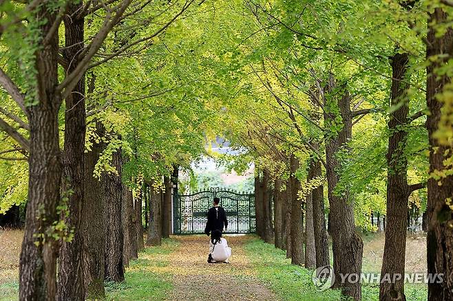 가을 깊어지는 은행나무수목원 (나주=연합뉴스) 조남수 기자 - 29일 전남 나주시 남평읍 은행나무수목원에서 시민들이 가을 정취를 즐기고 있다. 2024.10.29 iso64@yna.co.kr