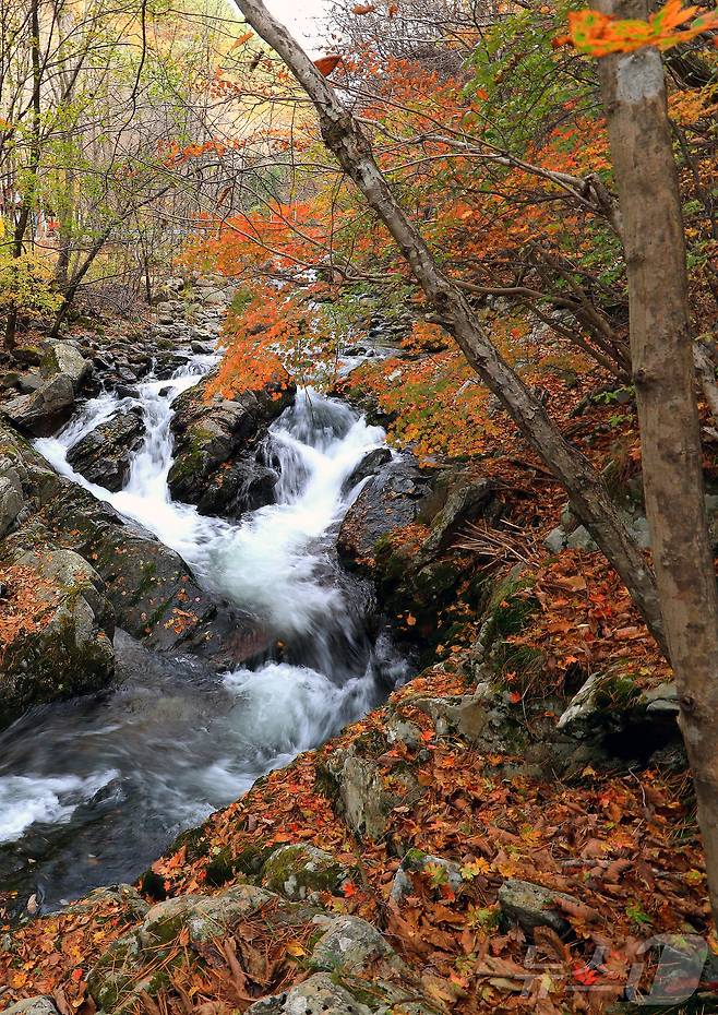 지난 29일 오후 강원 인제군 기린면 방태산 이단폭포 일대가 울긋불긋한 단풍으로 물들면서 아름다운 가을 풍경을 연출하고 있다.(인제군 제공)2024.10.30/뉴스1 ⓒ News1 윤왕근 기자