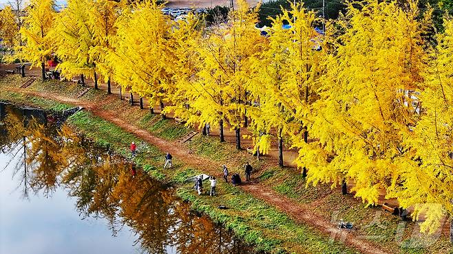 30일 충북 괴산군 문광면 양곡리 문광저수지 은행나무길이 황금빛으로 물들어 시선을 잡아 끌고 있다 .(괴산군 제공)2024.10.30/뉴스1