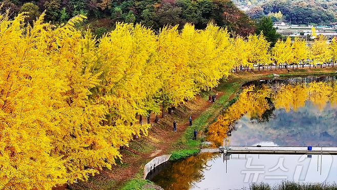 30일 충북 괴산군 문광면 양곡리 문광저수지 은행나무길이 황금빛으로 물들어 시선을 잡아 끌고 있다 .(괴산군 제공)2024.10.30/뉴스1