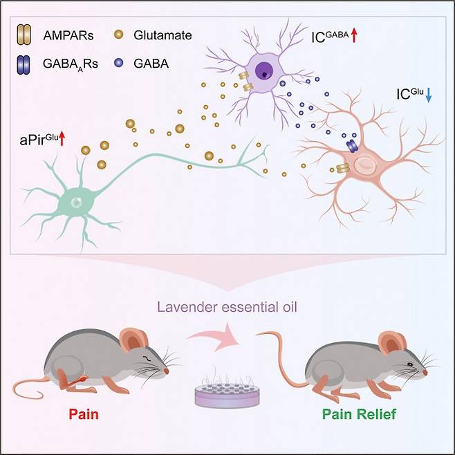 라벤더 오일 향기를 맡으면 진통 효과가 있는 것으로 알려졌지만 그 메커니즘은 모르는 상태였다. 최근 중국 연구자들은 동물실험을 통해 라벤더 향기로 조롱박피질의 글루타메이트성 뉴런가 활성화돼 뇌섬염의 가바성 뉴런을 활성화하고 그 결과 염증성 통증에 과활성화되는 뇌섬염의 글루타메이트성 뉴런을 억제해 진통 효과를 내는 경로는 발견했다. 셀리포츠 제공