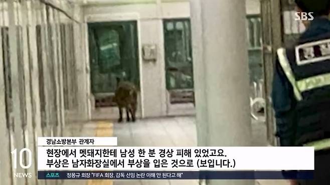 양산 호포역 남자 화장실서 30대남성, 멧돼지에 팔 물려... 병원행